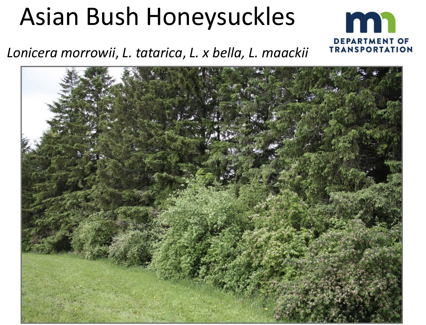 Asian Bush Honeysuckles